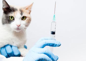 การฉีดวัคซีนของแมวตามกฎทั้งหมด