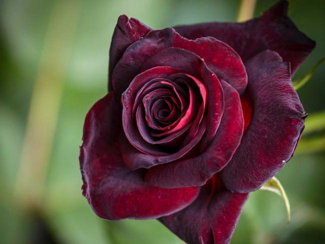 Black Baccarat - ดอกกุหลาบที่มีเฉดสีที่เป็นเอกลักษณ์