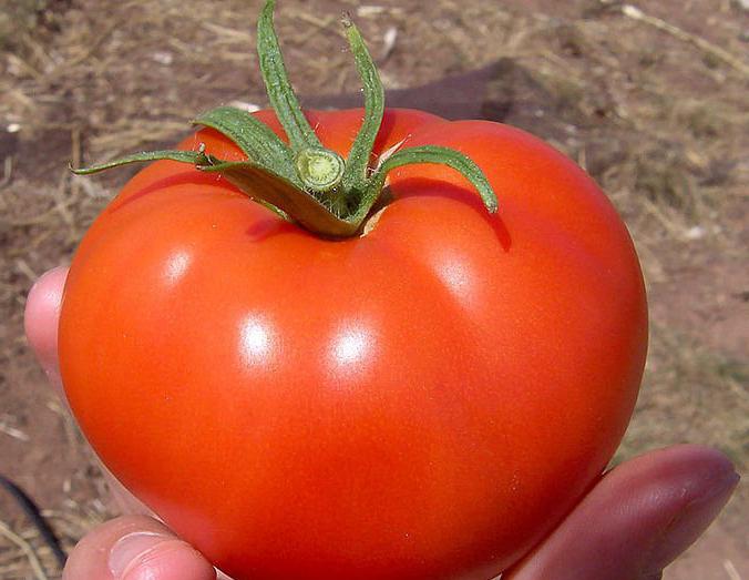 Tomat Volgograd early ripening 323: บทวิจารณ์คำอธิบาย