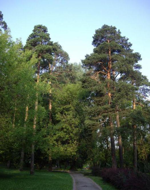 สวน jamgarovsky
